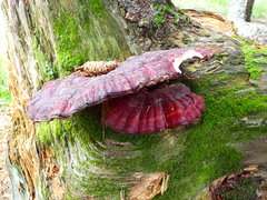Ganoderma valesiacum
