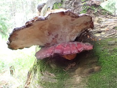 Ganoderma valesiacum