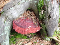 Ganoderma valesiacum