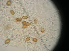 Ganoderma valesiacum