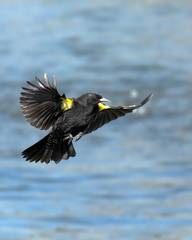 Yellow-Winged Blackbird photo 1