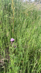 Cirsium arvense