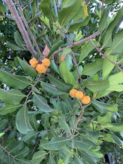 Cupaniopsis