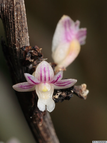 Dendrobium aloifolium (Blume) Rchb.f. 4