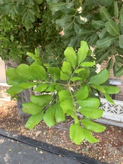 Cupaniopsis