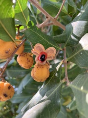 Cupaniopsis