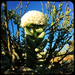 Crassula congesta