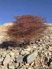 Eriogonum rixfordii