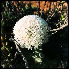 Crassula congesta