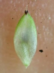 Carex atrosquama