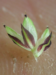 Carex atrosquama