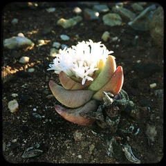 Crassula congesta