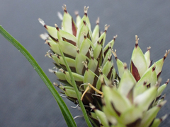 Carex atrosquama