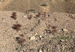 Eriogonum rixfordii