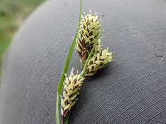 Carex atrosquama