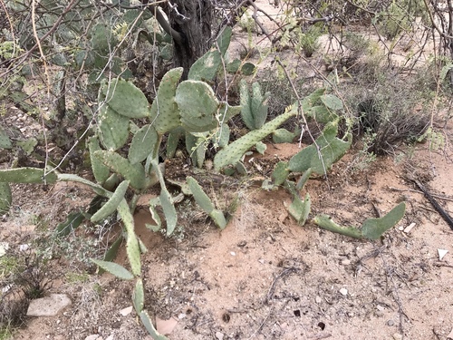 Opuntia engelmannii
