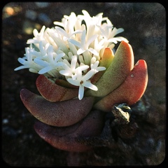 Crassula congesta