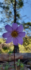 Dahlia tubulata
