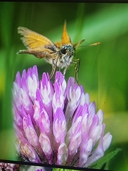 Thymelicus sylvestris