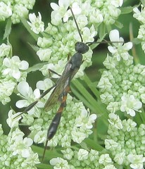 Gasteruption assectator