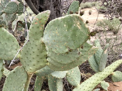 Opuntia engelmannii