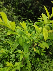 Rhamnus utilis