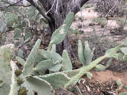 Opuntia engelmannii