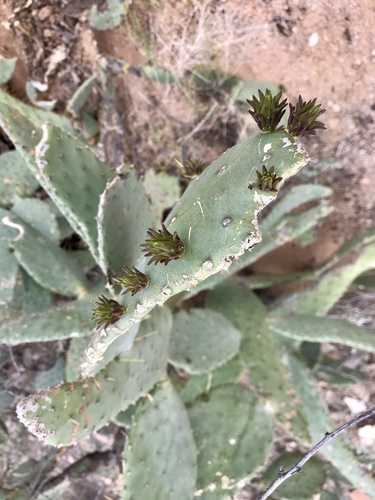 Opuntia engelmannii