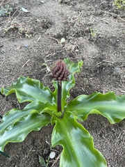 Veltheimia