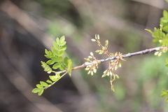 Fraxinus dubia