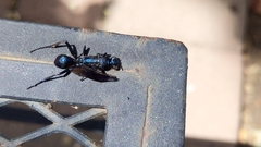 Chalybion californicum