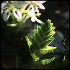 Lapeirousia pyramidalis