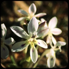 Lapeirousia pyramidalis