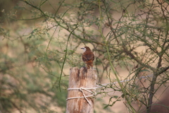 Cantorchilus superciliaris