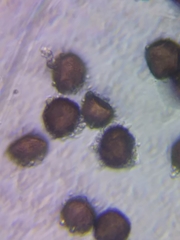 Physarum didermoides