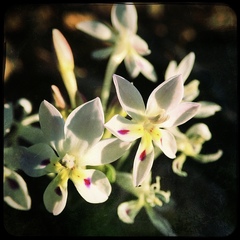 Lapeirousia pyramidalis