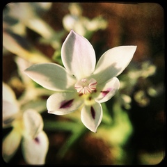 Lapeirousia pyramidalis