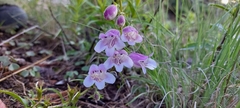 Penstemon leonensis