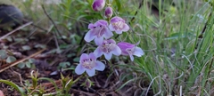 Penstemon leonensis