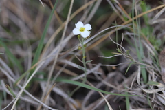 Physaria schaffneri