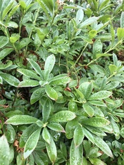 Rhododendron canadense