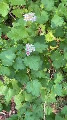 Physocarpus monogynus