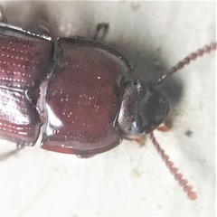 Hypogena tricornis