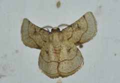 Cacochloris uvidula