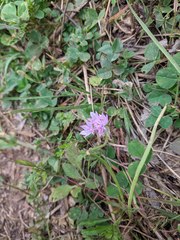 Allium drummondii