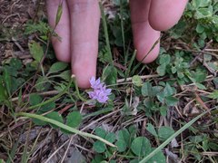 Allium drummondii