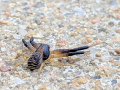 Xysticus texanus