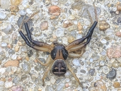 Xysticus texanus