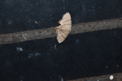 Orudiza protheclaria