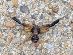 Xysticus texanus